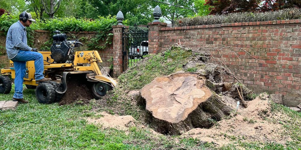 grinding-a-stump-in-east-texas